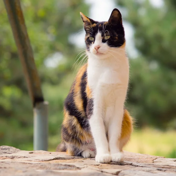 Üç renkli kedi yaz bahçesinde oturuyor..