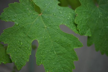 Yaz bahçesindeki yeşil üzüm yaprağına yağmur damlaları düşer..