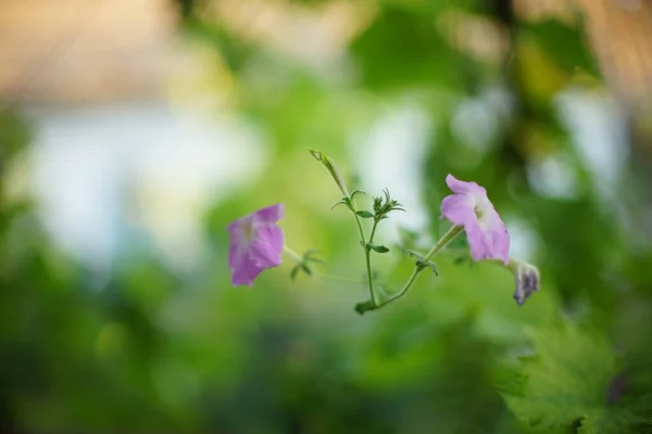 Lindas Flores Petunia Púrpura Crecen Jardín Arte Enfoque Suave —  Fotos de Stock