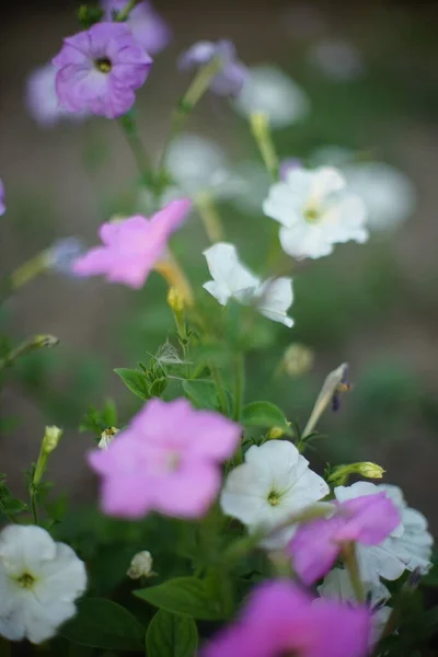Flores Petúnia Diferentes Crescem Jardim Verão Arte Foco Suave — Fotografia de Stock