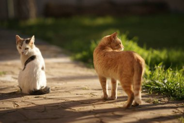 Bir çift kedi yaz akşamı bahçesinde yürüyor..