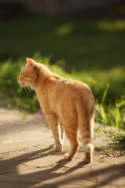 Sıcak bir yaz akşamında genç kırmızı bir kedi bahçede yürüyor..