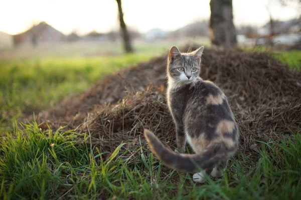 Lindo retrato de gato de ceniza en el jardín, mira atrás . — Foto de Stock