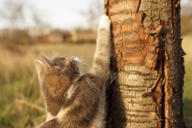 Kül benekli kedi bahçedeki bir ağaç gövdesinde pençelerini keskinleştirir..