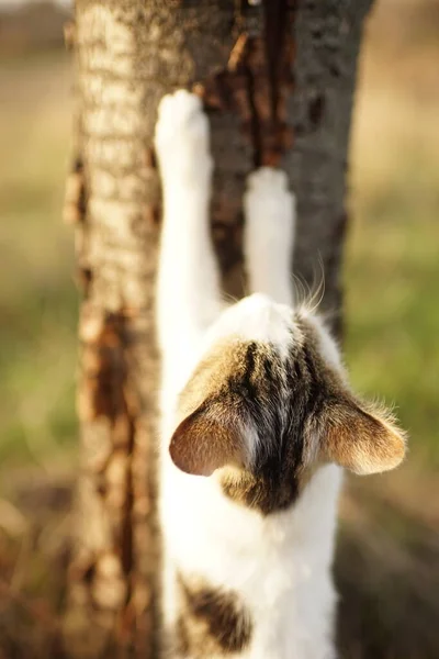 Weiß Gefleckte Katze Schärft Ihre Krallen Einem Baum Garten Nahaufnahme — Stockfoto