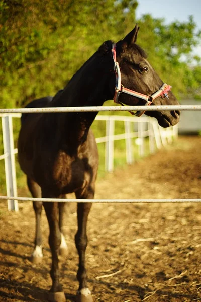 Πορτρέτο Του Δάφνης Άλογο Βόσκει Στο Μαντρί Την Ηλιόλουστη Μέρα — Φωτογραφία Αρχείου