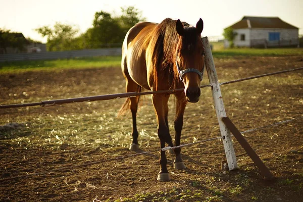 Retrato Cavalo Marrom Pastando Piquete Dia Verão — Fotografia de Stock