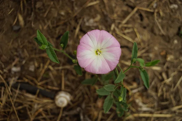 Μικρό Ροζ Λουλούδι Μεγαλώνει Στον Καλοκαιρινό Κήπο Άνω Όψη — Φωτογραφία Αρχείου