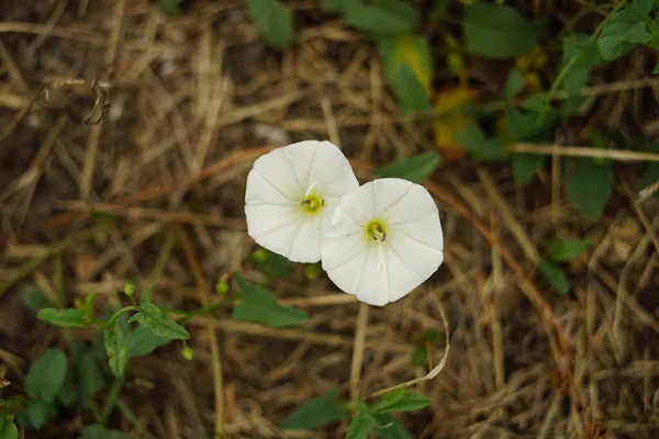 Twee Kleine Witte Bloemen Groeien Zomertuin Bovenaanzicht — Stockfoto
