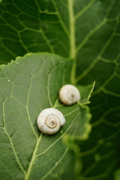 緑色の馬蹄形の葉に2つの白いカタツムリの殻 — ストック写真