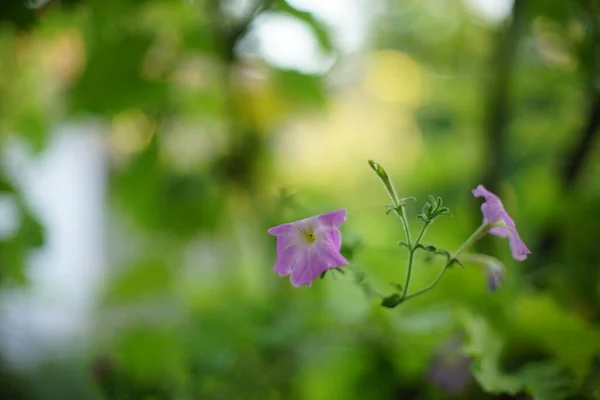 Flores Petunia Púrpura Claro Crecen Jardín Primer Plano —  Fotos de Stock