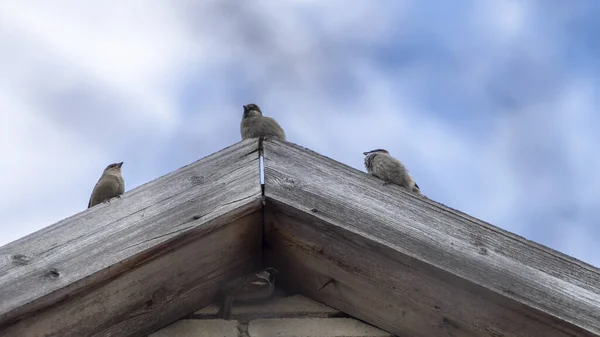 坐在屋顶上的麻雀，背景是蓝天. — 图库照片