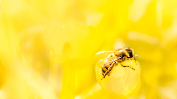 Bijen Een Gele Bloem Een Geel Zonnig Veld Macro Foto — Stockfoto