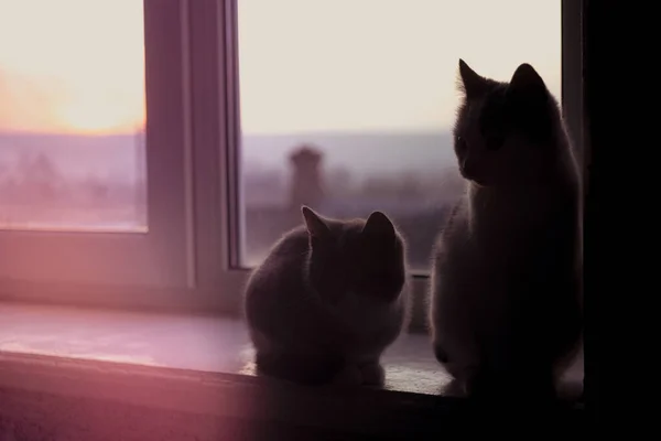 Gün Batımında Iki Kedi Yavrusu Karanlık Odada Pencere Eşiğinde Oturuyor — Stok fotoğraf
