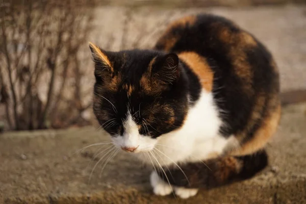 Gatto Tricolore Seduto Sul Pavimento Pietra Selvaggia All Aperto — Foto Stock