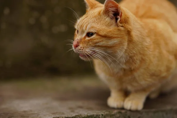 Retrato Gato Gengibre Repouso Rua Dia Nublado — Fotografia de Stock