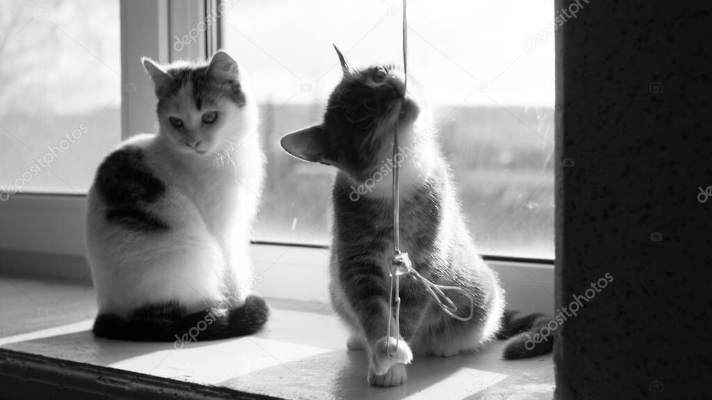 Two cute kittens on a sunny windowsill. One of them play with a rope of blinds. BW photo