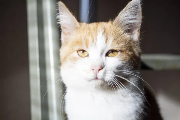 Schöne Ingwer Jammern Kätzchen Nahaufnahme Gesicht Katzenporträt Mit Sonnenlicht — Stockfoto