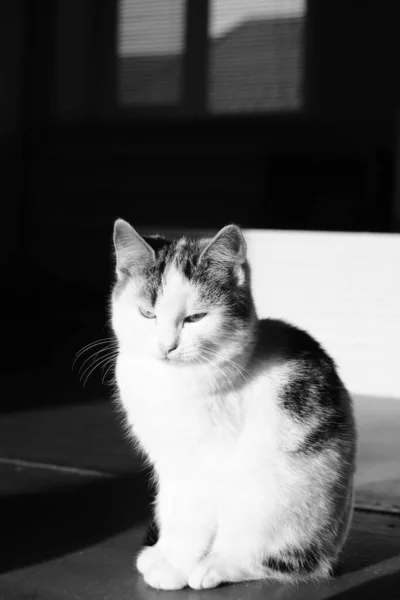 白色斑点猫咪坐在黑暗的房间里 可爱的绒毛猫 Bw照片 — 图库照片