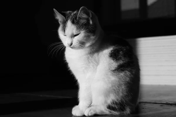 白色斑点猫咪坐在黑暗的房间里 可爱的绒毛猫 黑白照片 — 图库照片