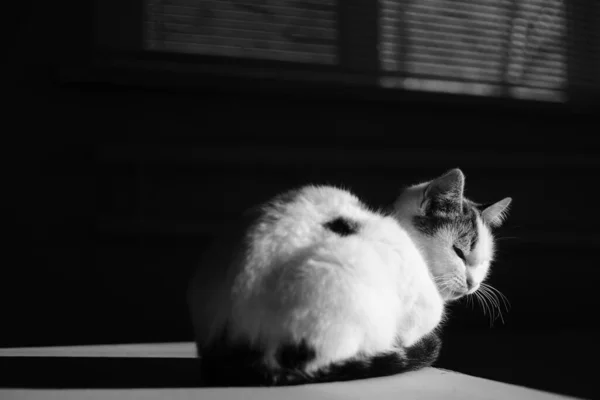 점박이 고양이가 아래어두운 방에서 있습니다 귀엽고 고양이 — 스톡 사진