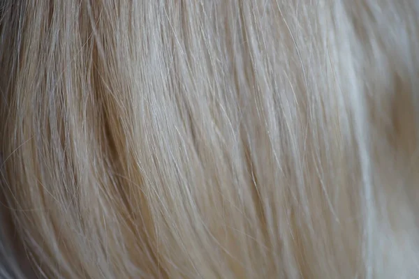 Beaux Cheveux Blonds Rapprochés Pour Fond — Photo