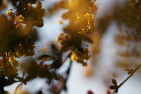 Θάμνος Μύρτιλου Μικρά Κίτρινα Λουλούδια Στον Ηλιόλουστο Κήπο — Φωτογραφία Αρχείου