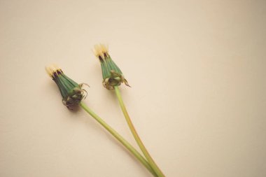 Bej masada kapalı karahindiba çiçekleri. Üst görünüm