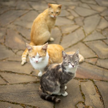 Dışarıdaki taştan bir zeminde üç kedi oturuyor. Sarılırken iki kişi. Üçüncüsü onları izliyor.