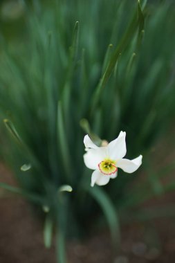 Bahar bahçesinde beyaz nergis çiçeği açar. Narcissus çiçeği