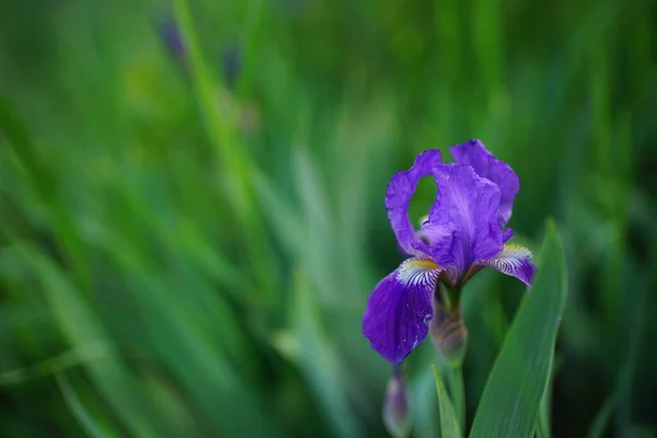 Purple iris flower grows in green spring garden.