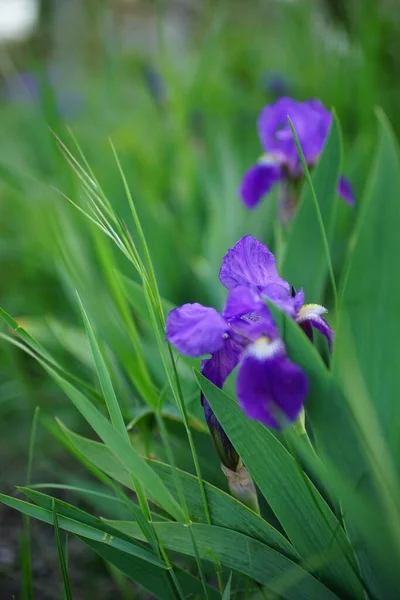 Mor Zambak Çiçeği Yeşil Bahar Bahçesinde Yetişir — Stok fotoğraf