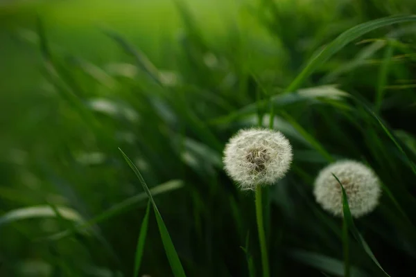 Dos Flores Mullidas Del Diente León Crecen Hierba Verde Exuberante — Foto de Stock