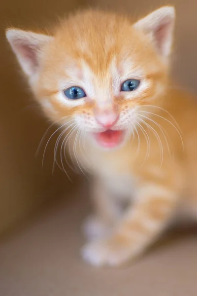 Niedliche Ingwer Weiß Neugeborenen Miauen Kätzchen Porträt Lustige Haustiere — Stockfoto