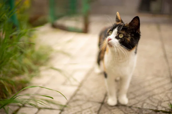 Söt Tricolor Katt Gården Stengolvet Maneki Neko Kitty — Stockfoto