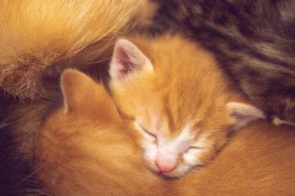 Schöne Ingwer Und Tabby Neugeborene Die Umarmungen Schlafen Kleine Tierbabys — Stockfoto