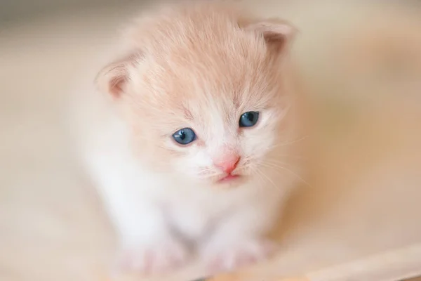 Lovely Beige White Fluffy Newborn Kitten Portrait Closeup — Stock Photo, Image