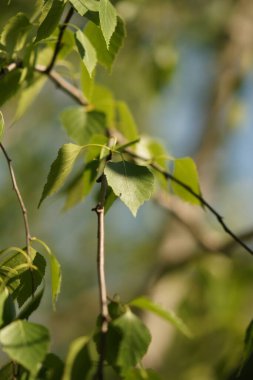 Dal üzerinde yeşil huş ağacı yaprakları, doğal bulanık arka plan