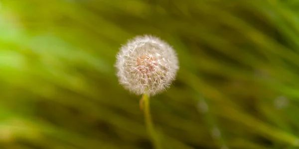 夏に緑の草に丸いふわふわのタンポポの花を咲かせます — ストック写真