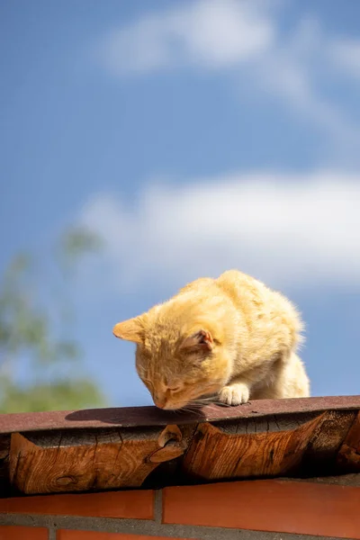 Ginger Gato Caça Pardais Telhado — Fotografia de Stock