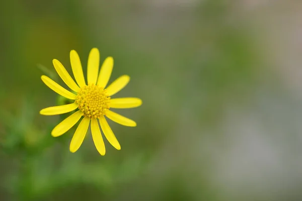 庭の自然なぼやけたボケで美しい黄色の花 マクロ写真 — ストック写真