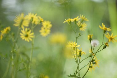 Yeşil çiçekli şirin sarı çiçekler bahçenin bulanık bokeh 'i..