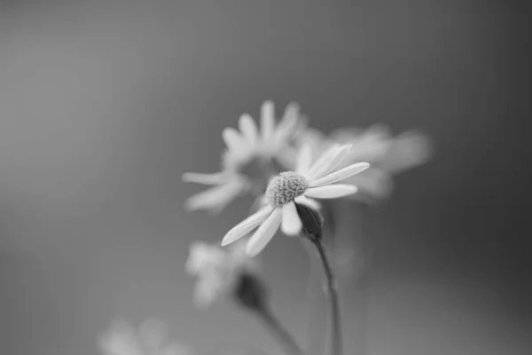 柔らかいぼんやりとしたボケの素敵な花 マクロBw写真 — ストック写真
