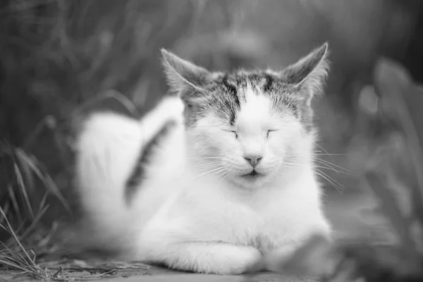 夏天的一天 白猫睡在草地上 — 图库照片