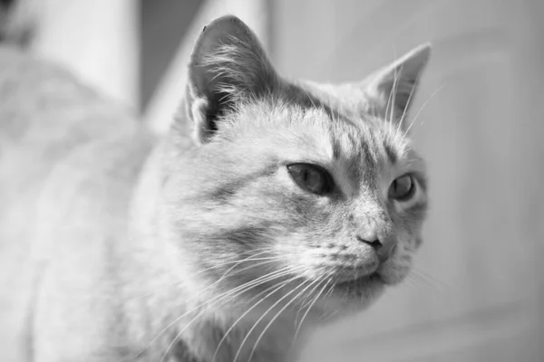 Gato Bonito Está Olhando Lado Com Interesse Macro Retrato Gato — Fotografia de Stock