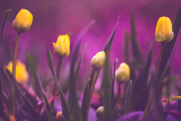 Gelbe Sumpfdotterblumen Wachsen Einem Frühlingsfeld Makroaufnahme — Stockfoto