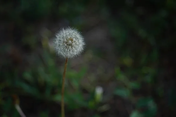 Floarea Pufoasă Păpădie Crește Grădina Întunecată Vară — Fotografie, imagine de stoc
