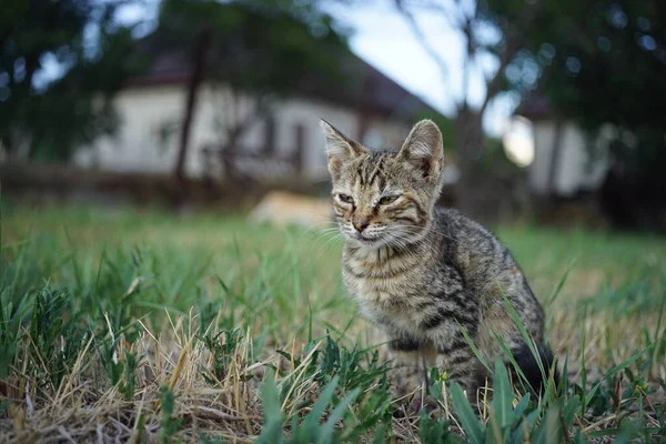 Tabby Kotek Siedzi Letnim Ogrodzie Trawie — Zdjęcie stockowe