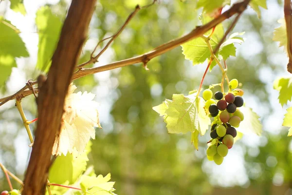 Дозрівання Винограду Росте Літньому Саду — стокове фото