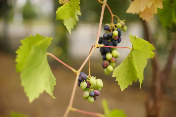 Las Uvas Maduración Crecen Jardín Verano —  Fotos de Stock